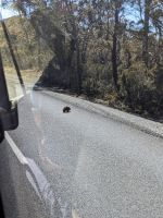 102. Enchida, Tasmanien