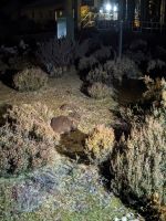 115. Tiersichtung  Cradle Mountain Resort, Tasmanien