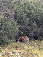 117. Cradle Mountain Nationalpark-Besuch, Tasmanien