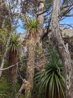 121. Dove Lake, Cradle Mountain Nationalpark-Besuch, Tasmanien