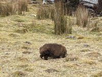 128. Cradle Mountain Nationalpark-Besuch, Tasmanien