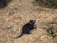 131. Auffangstation für den Tasmanischen Teufel, Tasmanien