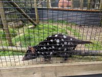 132. Auffangstation für den Tasmanischen Teufel, Tasmanien