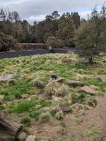 133. Auffangstation für den Tasmanischen Teufel, Tasmanien