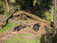 134. Auffangstation für den Tasmanischen Teufel, Tasmanien