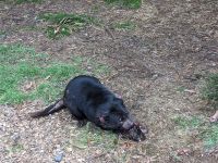 136. Auffangstation für den Tasmanischen Teufel, Tasmanien