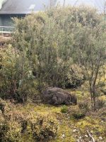139. Tiersichtung am Cradle Mountain Resort, Tasmanien