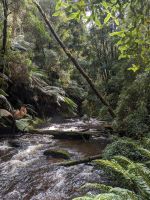 146. Nelson Falls, Tasmanien