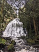 148. Nelson Falls, Tasmanien