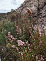 150. Horsetail Falls, Tasmanien