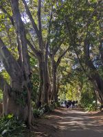 194. Botanischer Garten Adelaide, Australien