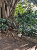 195. Botanischer Garten Adelaide, Australien