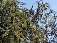 196. Botanischer Garten Adelaide, Australien