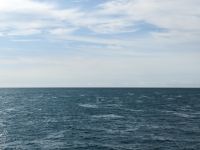 209. Buckelwalsichtung Fährüberfahrt nach Kangeroo Island, Australien