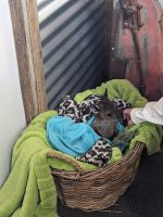 216. Emu Farm Kangeroo Island, Australien