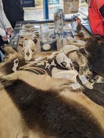 220. Seal Bay, Kangeroo Island, Australien