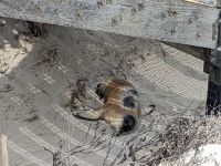 222. Seal Bay, Kangeroo Island, Australien