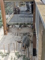 224. Seal Bay, Kangeroo Island, Australien