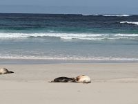225. Seal Bay, Kangeroo Island, Australien