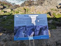 242.  Admirals Arch, Kangeroo Island, Australien