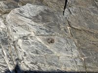 245. Admirals Arch, Kangeroo Island, Australien