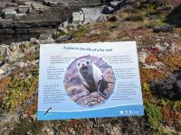 246. Admirals Arch, Kangeroo Island, Australien