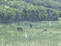 254. Rundfahrt Kangeroo Island, Australien