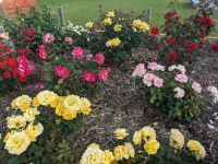 266. Penneshaw, Kangeroo Island, Australien