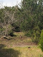 270. Penneshaw, Kangeroo Island, Australien