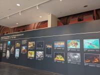 307. South Australian Museum, Adelaide, Australien