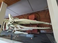 310. South Australian Museum, Adelaide, Australien