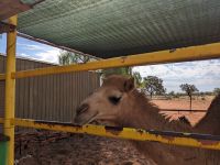 345. Toilettenstopp an Kings Creek Rinderfarm, Outback, Australien
