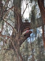 346. Toilettenstopp an Kings Creek Rinderfarm, Outback, Australien