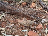 351. Kings Canyon Creek Walk, Outback, Australien
