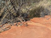 370. Kings Canyon Canyon Walk, Kings Canyon, Outback, Australien