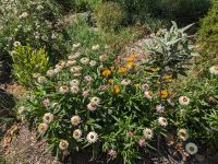 437. Mrs Macquarie`s Chair, Sydney, Australien