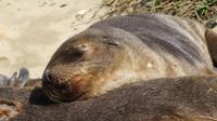 Australische Seelöwen auf Kangaroo Island