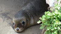 Australische Seelöwen auf Kangaroo Island