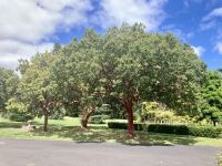 Botanischer Garten Adelaide 