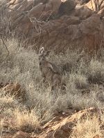Botanischer Garten Alice Springs