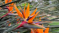 Botanischer Garten in Adelaide