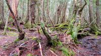 Cradle Mountain Nationalpark, Tasmanien