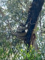 Kangaroo Island