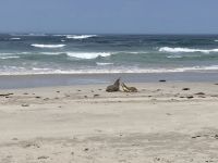 Kangaroo Island