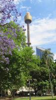 Sydney Eye