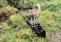 Tüpfelbeutelmarder