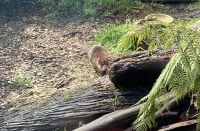 Tüpfelbeutelmarder