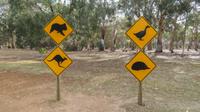 australisches Wildlife
