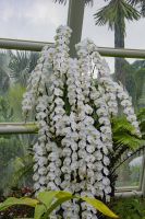 011 – Singapur, Orchideengarten