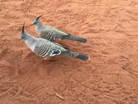 069 Ayers Rock